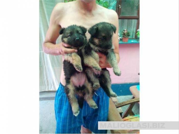 nemački ovčar štenci besplatni mali oglasi