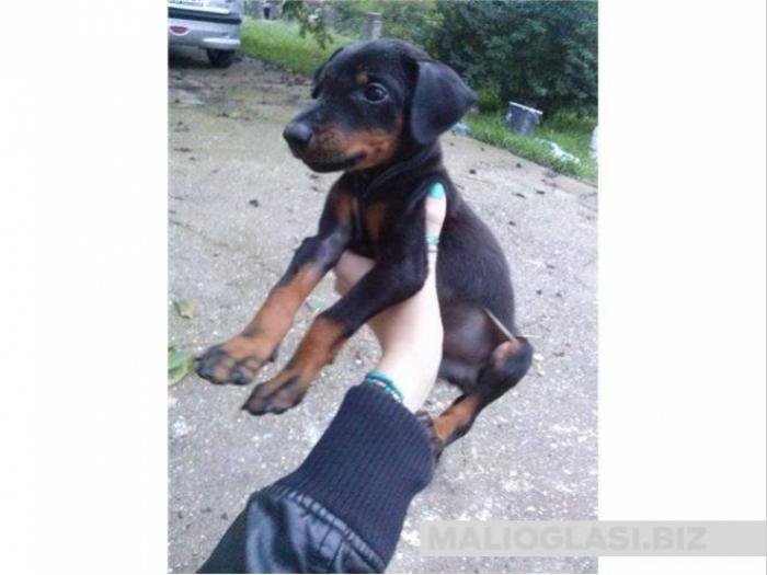 doberman žensko štene besplatni mali oglasi