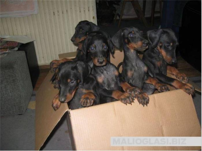 štenad dobermana besplatni mali oglasi