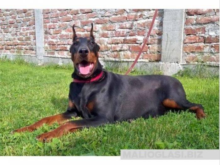doberman ženka stara 24 meseca besplatni mali oglasi