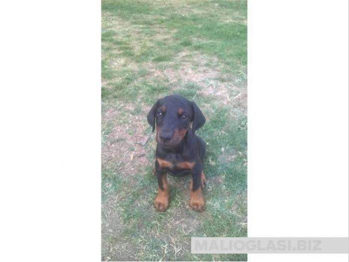 doberman štenci besplatni mali oglasi