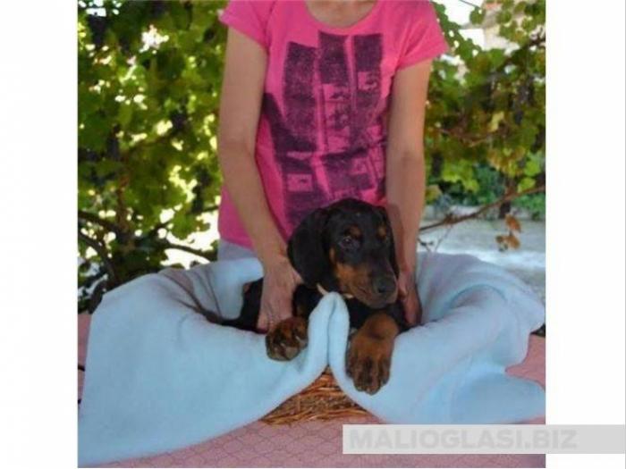 doberman, štenad odličnog pedigrea besplatni mali oglasi