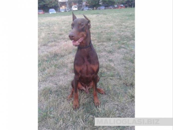 doberman psi besplatni mali oglasi