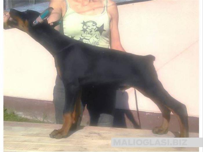 štenci dobermana besplatni mali oglasi
