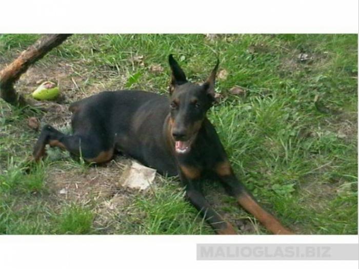 štenad dobermana besplatni mali oglasi