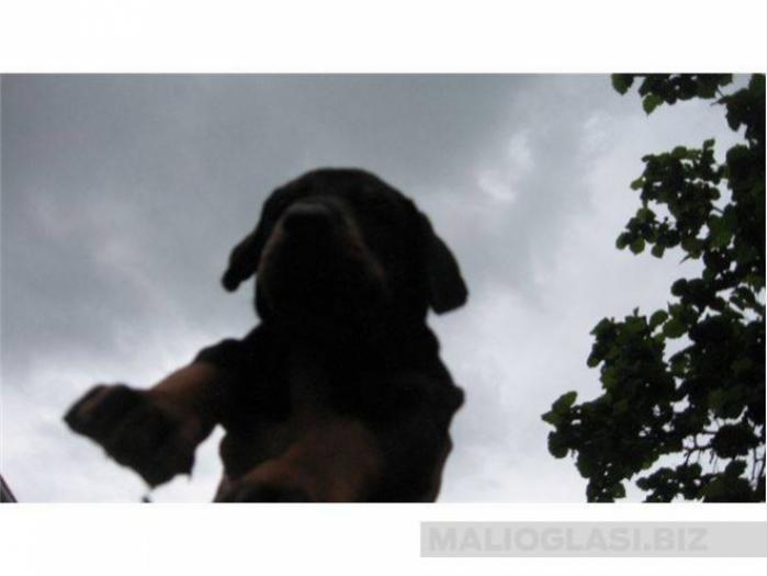 doberman besplatni mali oglasi