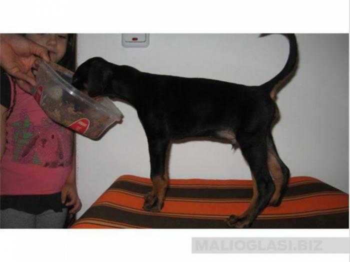 doberman besplatni mali oglasi