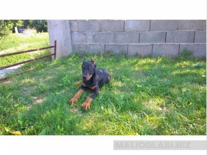 kupirani štenci dobermana besplatni mali oglasi