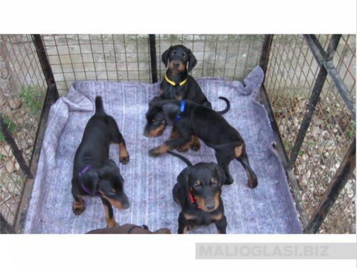 doberman besplatni mali oglasi