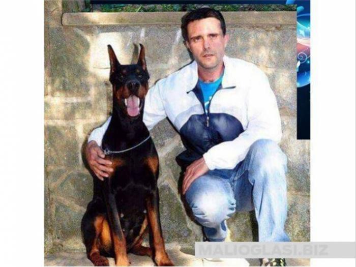 doberman najava legla besplatni mali oglasi