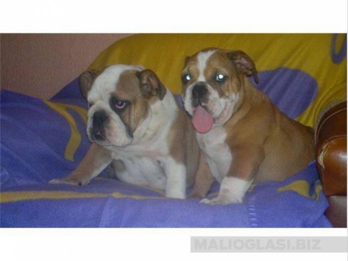 engleski buldog besplatni mali oglasi