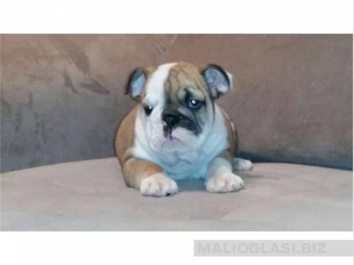 engleski buldog, štene besplatni mali oglasi