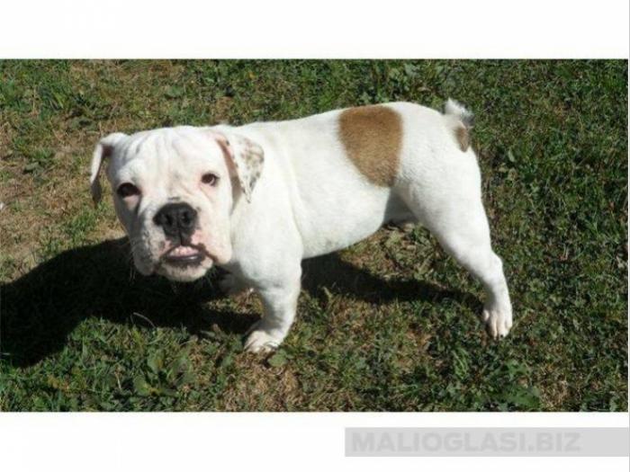 engleski buldog, štenci besplatni mali oglasi