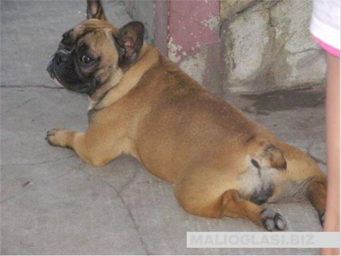 francuski buldog besplatni mali oglasi