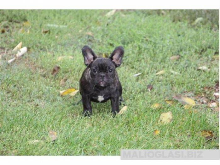 francuski buldog štenci besplatni mali oglasi