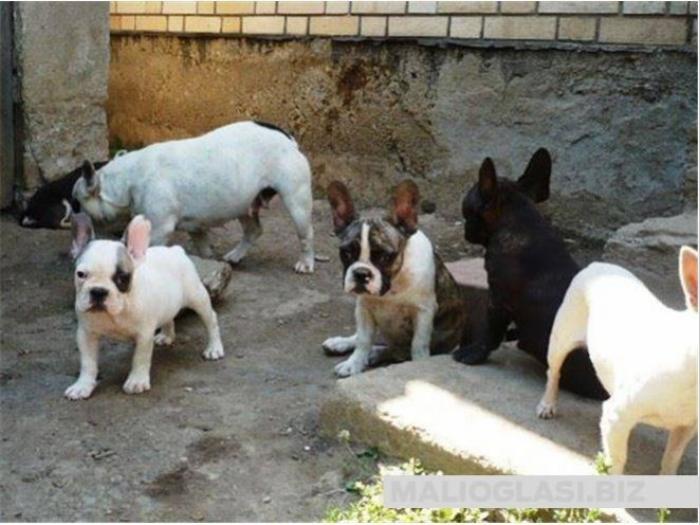 francuski buldog štenad besplatni mali oglasi