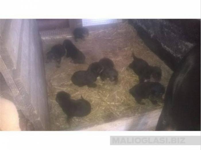 rotvajleri besplatni mali oglasi