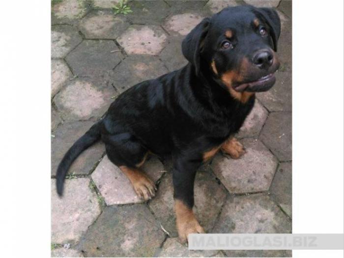 muško štene rotvajlera sa papirima besplatni mali oglasi