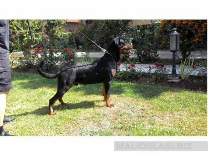 mužjak rotvajlera besplatni mali oglasi
