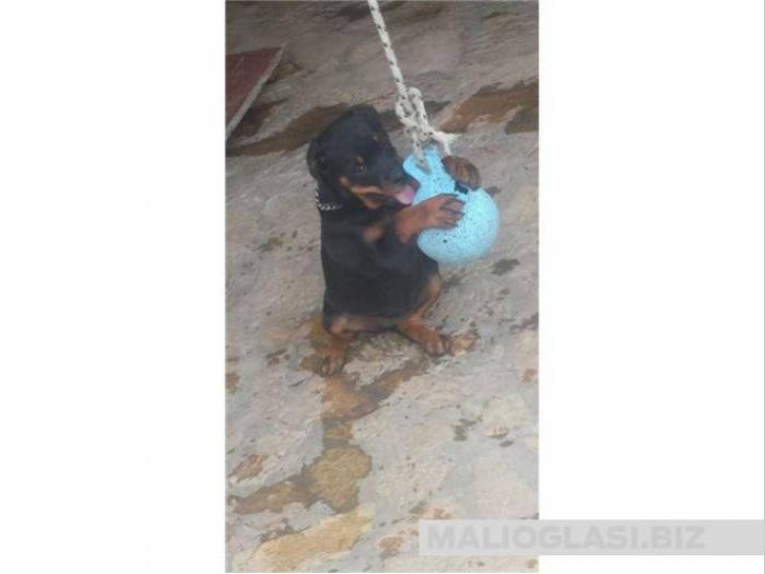štenci rotvajlera besplatni mali oglasi