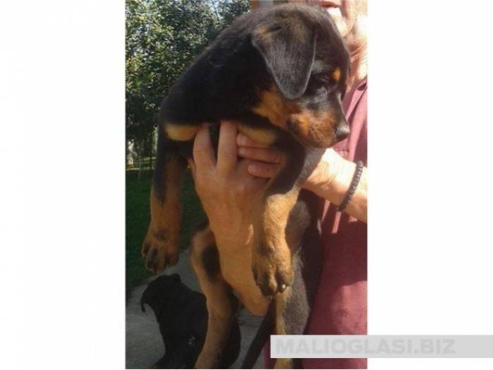 štenci rotvajlera besplatni mali oglasi