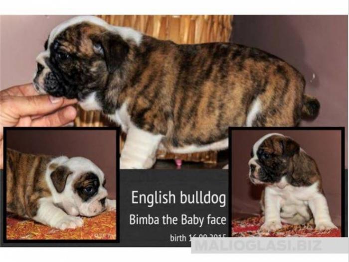engleski buldog, rezervacije besplatni mali oglasi