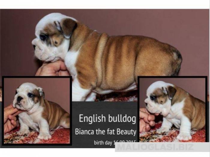 engleski buldog, rezervacije besplatni mali oglasi