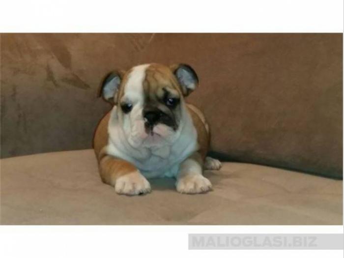 engleski buldog, štene besplatni mali oglasi
