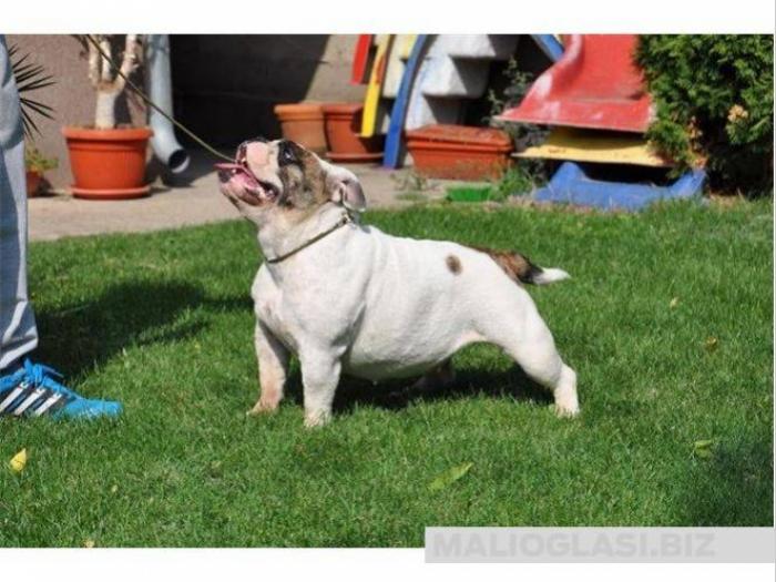 engleski buldog, ženka besplatni mali oglasi