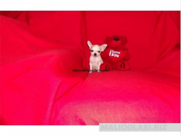 čivava micro chihuahua, čivava standard veličine besplatni mali oglasi
