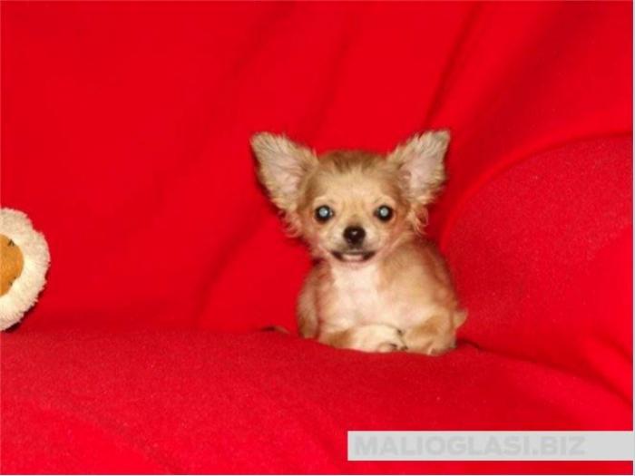 čivava micro chihuahua, čivava standard veličine besplatni mali oglasi