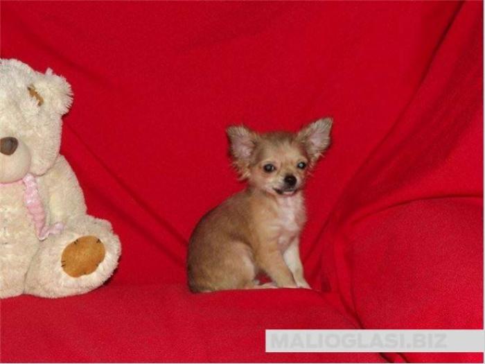 čivava micro chihuahua, čivava standard veličine besplatni mali oglasi