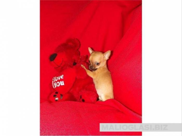 čivava micro chihuahua, čivava standard veličine besplatni mali oglasi