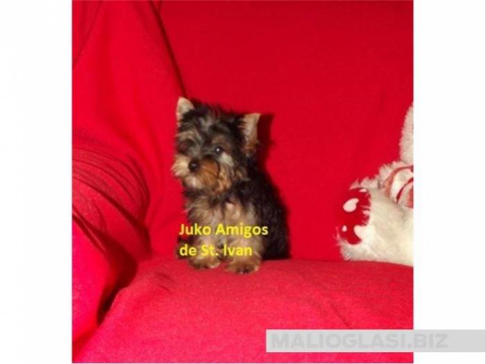 jorkširski terijer, yorkshire terrier, mini jorki besplatni mali oglasi