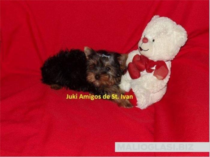 jorkširski terijer, yorkshire terrier, mini jorki besplatni mali oglasi