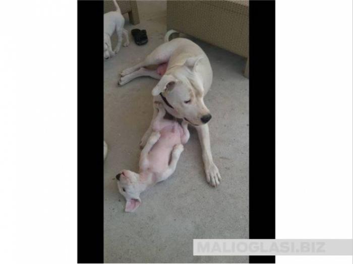 dogo argentino štenci vrhunskog porekla besplatni mali oglasi