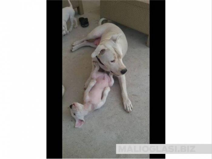 dogo argentino štenci vrhunskog porekla besplatni mali oglasi