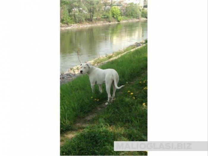 dogo argentino štenci vrhunskog porekla besplatni mali oglasi