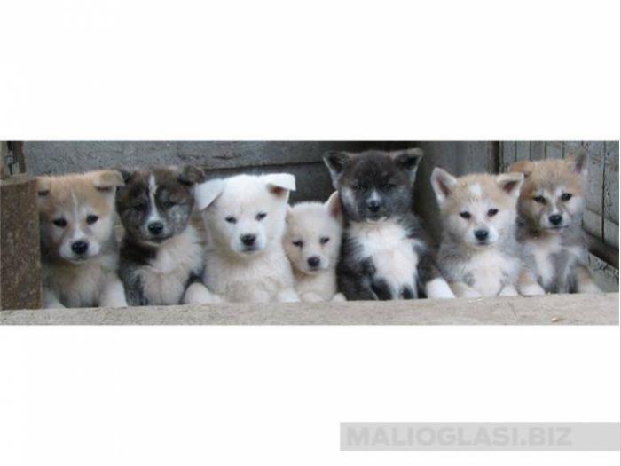 akita inu štenci besplatni mali oglasi