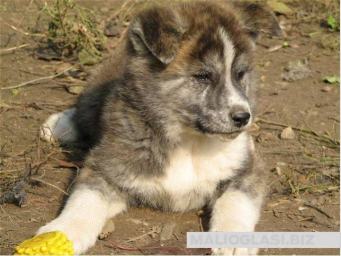 akita inu štenci besplatni mali oglasi