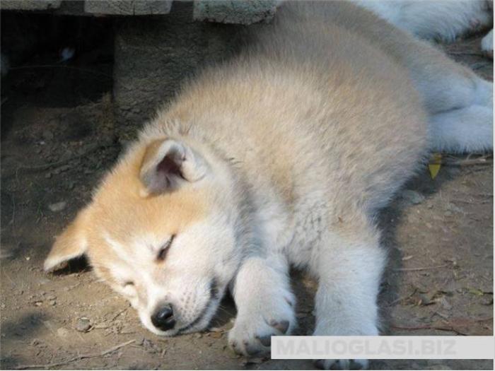 akita inu štenci besplatni mali oglasi