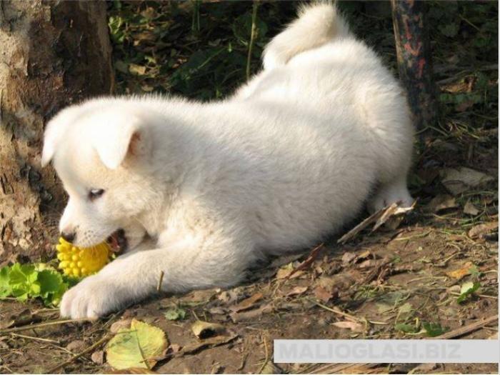 akita inu štenci besplatni mali oglasi