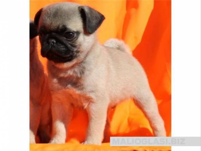 mops štenci besplatni mali oglasi
