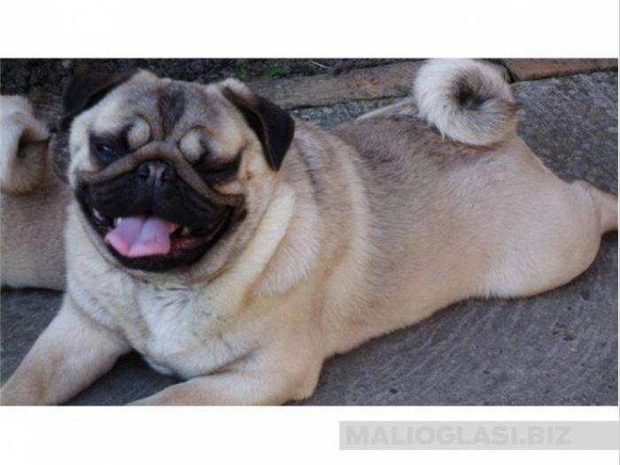 mops štenci besplatni mali oglasi