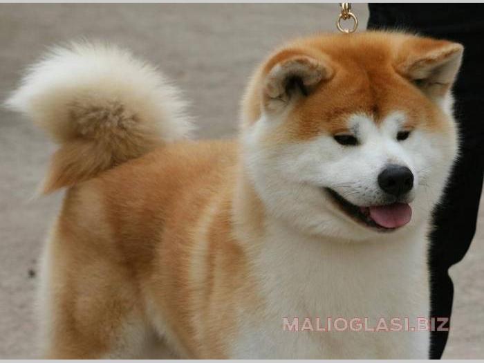 akita inu besplatni mali oglasi
