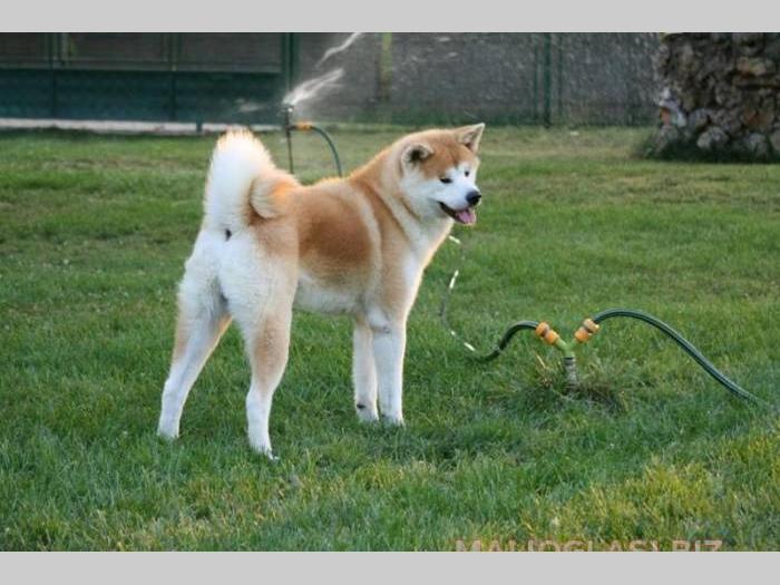 akita inu besplatni mali oglasi