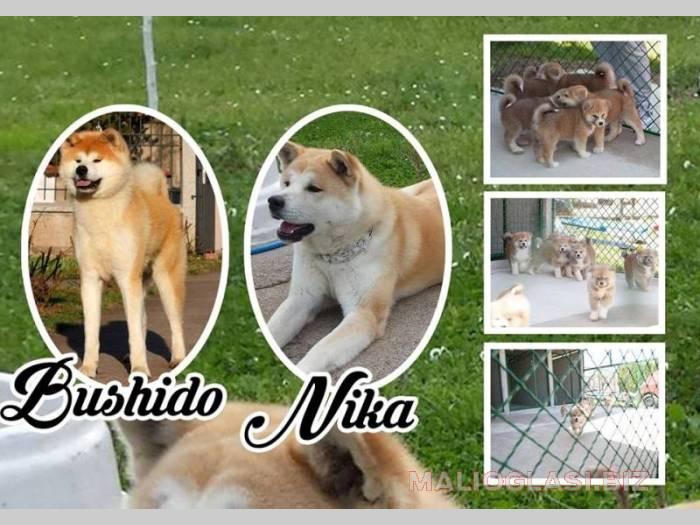 akita inu besplatni mali oglasi