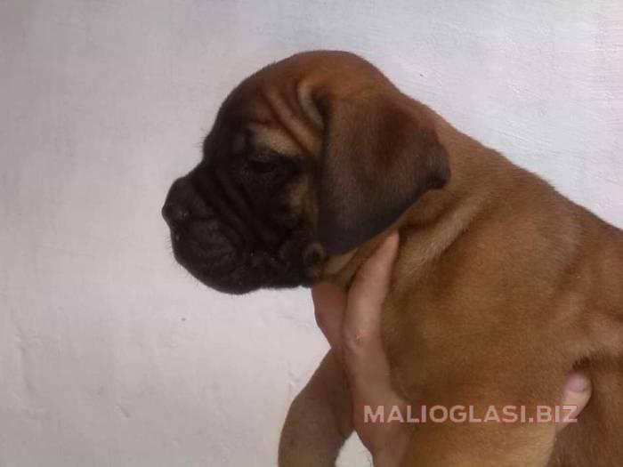 bulmastif stenci na prodaju besplatni mali oglasi