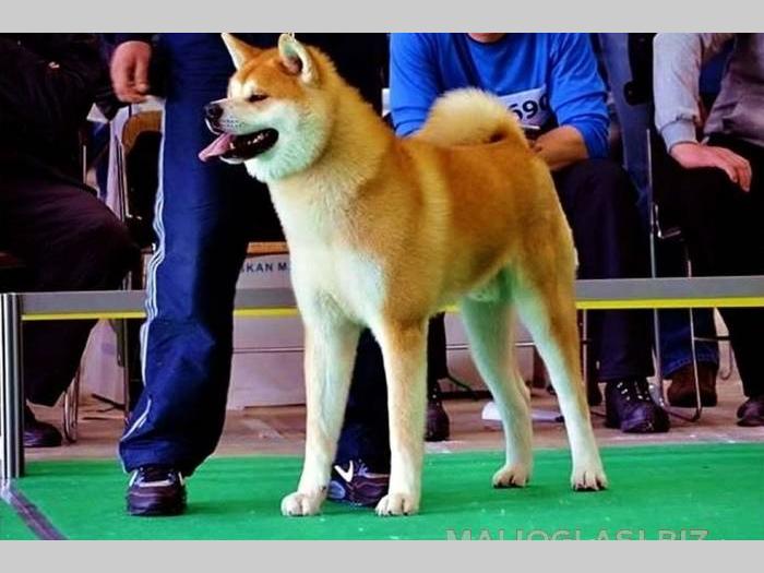 akita inu stenci odgajivacnica peki siberica besplatni mali oglasi