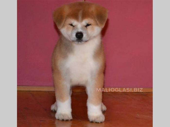 akita inu stenci odgajivacnica peki siberica besplatni mali oglasi
